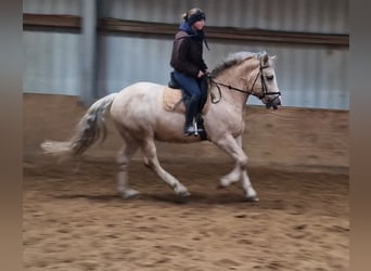 Weitere Warmblüter Mix, Wallach, 5 Jahre, 160 cm, Palomino