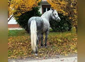 Weitere Warmblüter, Wallach, 5 Jahre, 161 cm, Apfelschimmel
