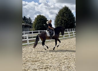 Weitere Warmblüter Mix, Wallach, 5 Jahre, 161 cm