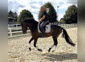 Weitere Warmblüter Mix, Wallach, 5 Jahre, 161 cm