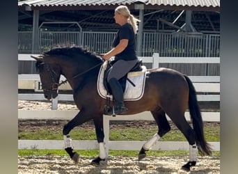 Weitere Warmblüter Mix, Wallach, 5 Jahre, 161 cm