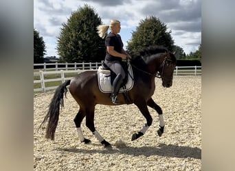 Weitere Warmblüter Mix, Wallach, 5 Jahre, 161 cm
