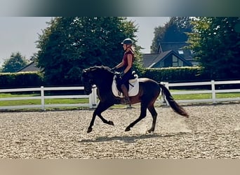 Weitere Warmblüter Mix, Wallach, 5 Jahre, 161 cm, Dunkelbrauner