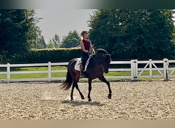 Weitere Warmblüter Mix, Wallach, 5 Jahre, 161 cm, Dunkelbrauner
