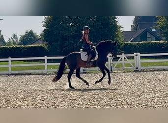 Weitere Warmblüter Mix, Wallach, 5 Jahre, 161 cm, Dunkelbrauner
