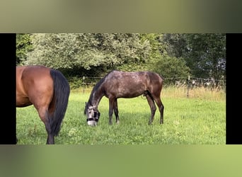 Weitere Warmblüter, Wallach, 5 Jahre, 162 cm, Rappschimmel