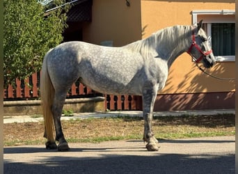 Weitere Warmblüter, Wallach, 5 Jahre, 162 cm, Schimmel