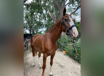 Weitere Warmblüter, Wallach, 5 Jahre, 163 cm, Dunkelfuchs