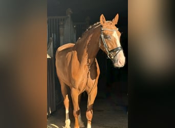 Weitere Warmblüter, Wallach, 5 Jahre, 163 cm, Fuchs