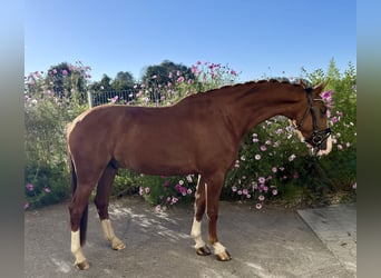 Weitere Warmblüter, Wallach, 5 Jahre, 163 cm, Fuchs