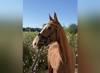 Weitere Warmblüter, Wallach, 5 Jahre, 163 cm, Fuchs