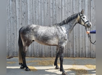 Weitere Warmblüter Mix, Wallach, 5 Jahre, 163 cm, Schimmel
