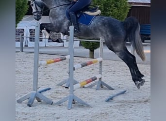 Weitere Warmblüter Mix, Wallach, 5 Jahre, 163 cm, Schimmel