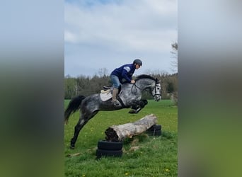Weitere Warmblüter Mix, Wallach, 5 Jahre, 163 cm, Schimmel