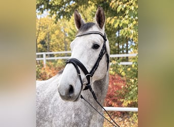 Weitere Warmblüter, Wallach, 5 Jahre, 164 cm, Apfelschimmel