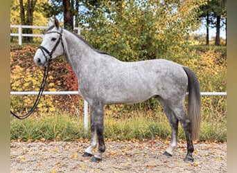 Weitere Warmblüter, Wallach, 5 Jahre, 164 cm, Apfelschimmel
