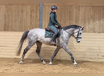 Weitere Warmblüter, Wallach, 5 Jahre, 164 cm, Apfelschimmel