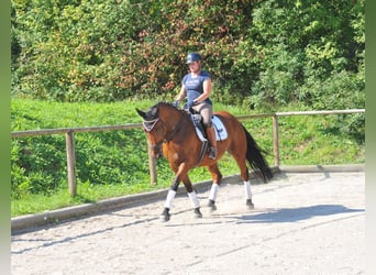 Weitere Warmblüter, Wallach, 5 Jahre, 164 cm, Brauner