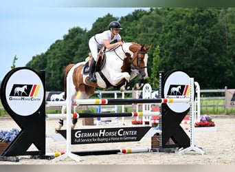Weitere Warmblüter, Wallach, 5 Jahre, 164 cm, Schecke