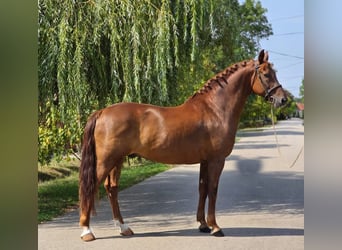 Weitere Warmblüter, Wallach, 5 Jahre, 165 cm, Dunkelfuchs