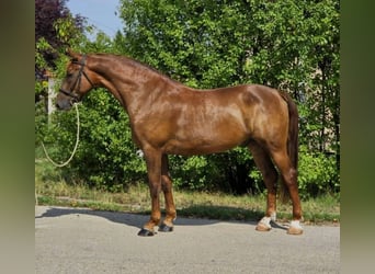 Weitere Warmblüter, Wallach, 5 Jahre, 165 cm, Dunkelfuchs