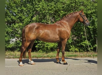 Weitere Warmblüter, Wallach, 5 Jahre, 165 cm, Dunkelfuchs