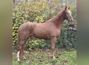 Weitere Warmblüter, Wallach, 5 Jahre, 165 cm, Fuchs