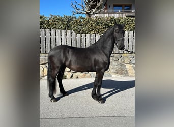 Weitere Warmblüter, Wallach, 5 Jahre, 165 cm, Rappe