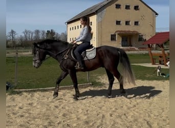 Weitere Warmblüter, Wallach, 5 Jahre, 165 cm, Schimmel
