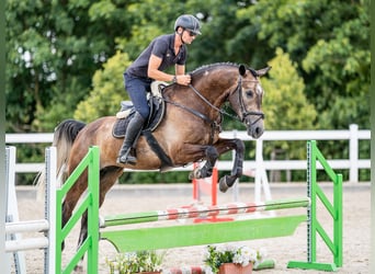 Weitere Warmblüter, Wallach, 5 Jahre, 166 cm, Rotschimmel