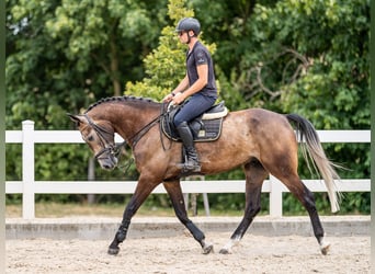 Weitere Warmblüter, Wallach, 5 Jahre, 166 cm, Rotschimmel