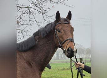 Weitere Warmblüter, Wallach, 5 Jahre, 167 cm, Brauner