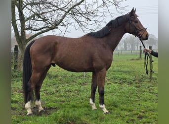 Weitere Warmblüter, Wallach, 5 Jahre, 167 cm, Brauner