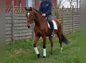 Weitere Warmblüter, Wallach, 5 Jahre, 167 cm, Brauner