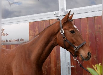 Weitere Warmblüter, Wallach, 5 Jahre, 167 cm, Brauner