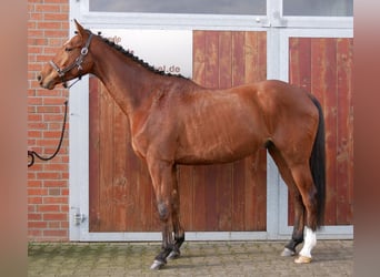 Weitere Warmblüter, Wallach, 5 Jahre, 167 cm, Brauner