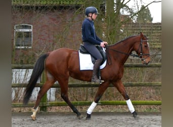 Weitere Warmblüter, Wallach, 5 Jahre, 167 cm, Brauner