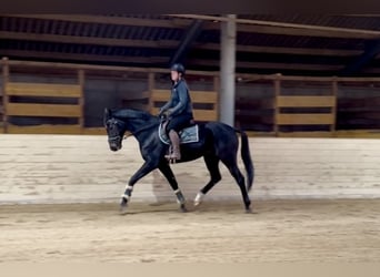 Weitere Warmblüter, Wallach, 5 Jahre, 167 cm, Rappe Weitere Warmblüter, Wallach, 5 Jahre, 167 cm, Rappe