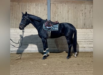 Weitere Warmblüter, Wallach, 5 Jahre, 167 cm, Rappe Weitere Warmblüter, Wallach, 5 Jahre, 167 cm, Rappe