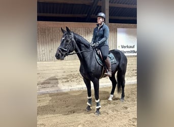 Weitere Warmblüter, Wallach, 5 Jahre, 167 cm, Rappe Weitere Warmblüter, Wallach, 5 Jahre, 167 cm, Rappe