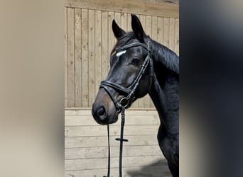 Weitere Warmblüter, Wallach, 5 Jahre, 167 cm, Rappe Weitere Warmblüter, Wallach, 5 Jahre, 167 cm, Rappe