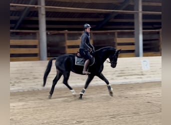 Weitere Warmblüter, Wallach, 5 Jahre, 167 cm, Rappe Weitere Warmblüter, Wallach, 5 Jahre, 167 cm, Rappe