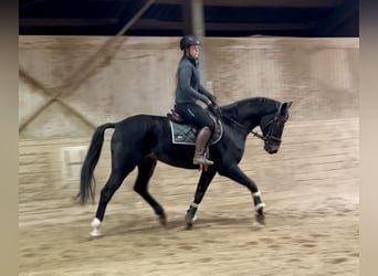 Weitere Warmblüter, Wallach, 5 Jahre, 167 cm, Rappe Weitere Warmblüter, Wallach, 5 Jahre, 167 cm, Rappe