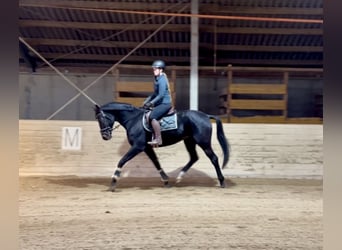 Weitere Warmblüter, Wallach, 5 Jahre, 167 cm, Rappe Weitere Warmblüter, Wallach, 5 Jahre, 167 cm, Rappe