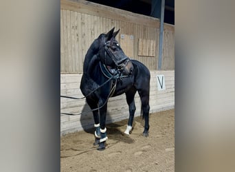 Weitere Warmblüter, Wallach, 5 Jahre, 167 cm, Rappe Weitere Warmblüter, Wallach, 5 Jahre, 167 cm, Rappe