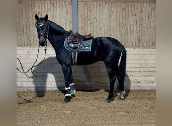 Weitere Warmblüter, Wallach, 5 Jahre, 167 cm, Rappe Weitere Warmblüter, Wallach, 5 Jahre, 167 cm, Rappe