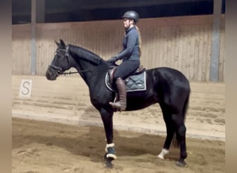 Weitere Warmblüter, Wallach, 5 Jahre, 167 cm, Rappe Weitere Warmblüter, Wallach, 5 Jahre, 167 cm, Rappe