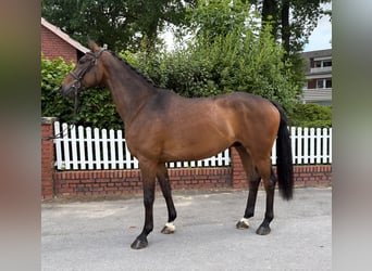 Weitere Warmblüter, Wallach, 5 Jahre, 168 cm, Dunkelbrauner