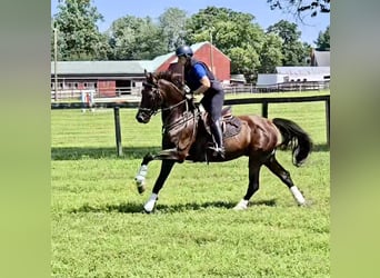 Weitere Warmblüter, Wallach, 5 Jahre, 168 cm, Rotbrauner