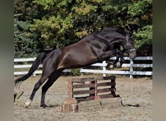 Weitere Warmblüter, Wallach, 5 Jahre, 168 cm, Rotbrauner